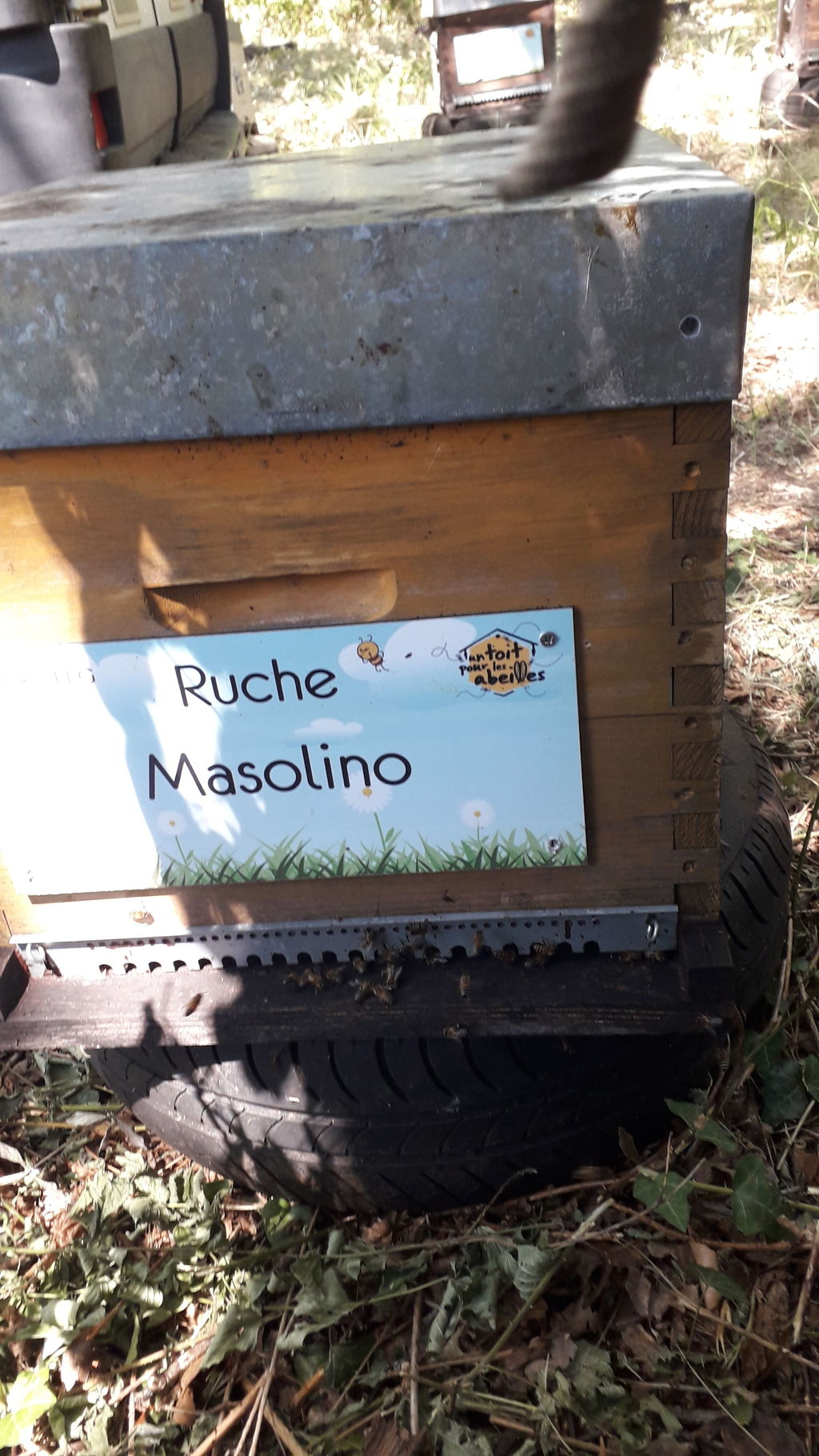 La ruche Masolino