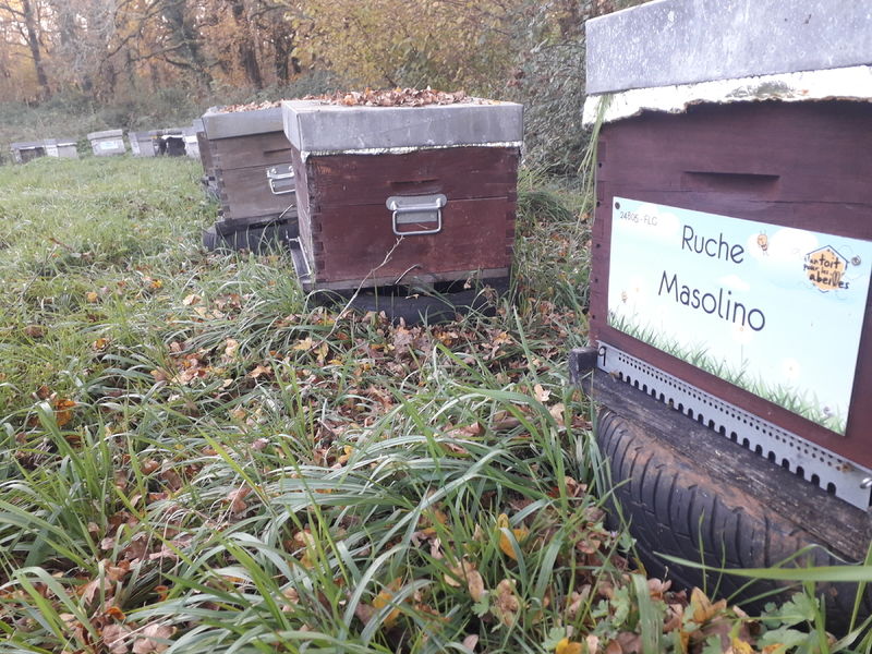 La ruche Masolino