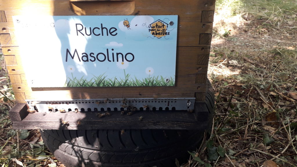 La ruche Masolino