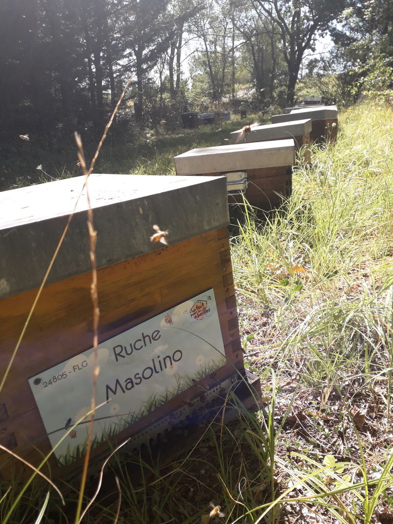 La ruche Masolino