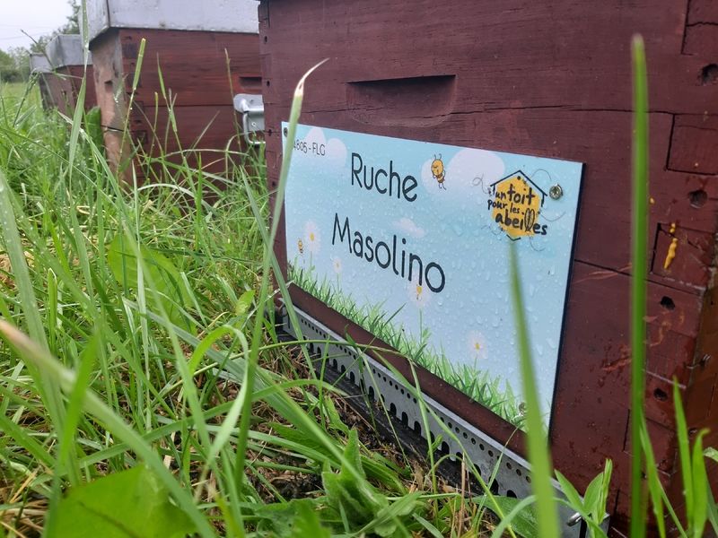 La ruche Masolino