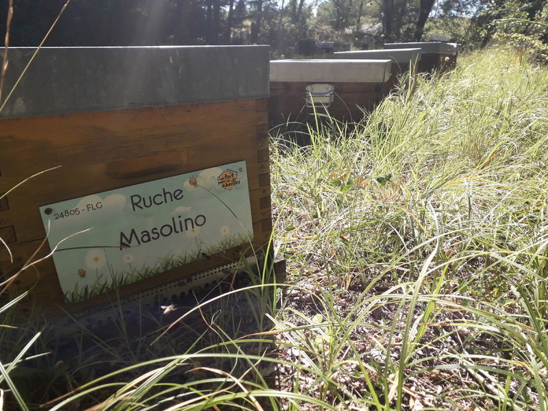 La ruche Masolino