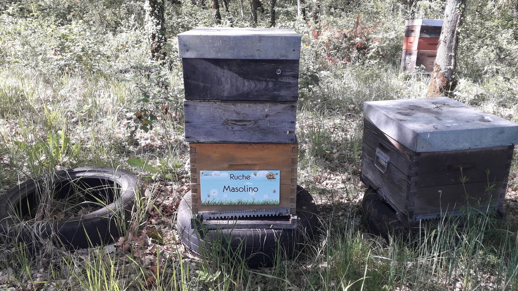 La ruche Masolino