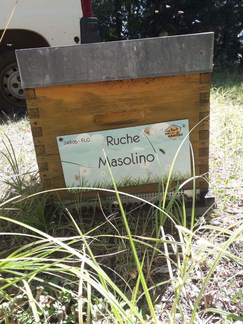 La ruche Masolino