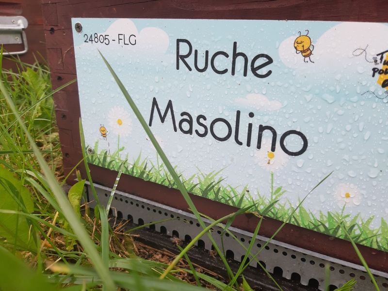 La ruche Masolino
