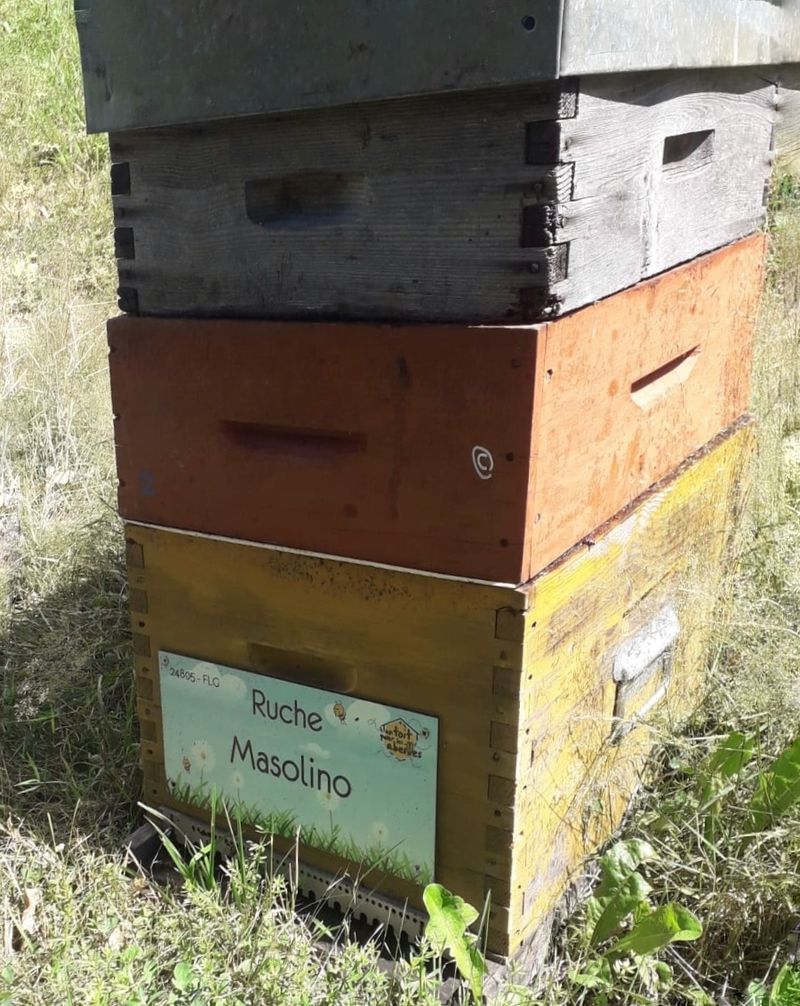 La ruche Masolino
