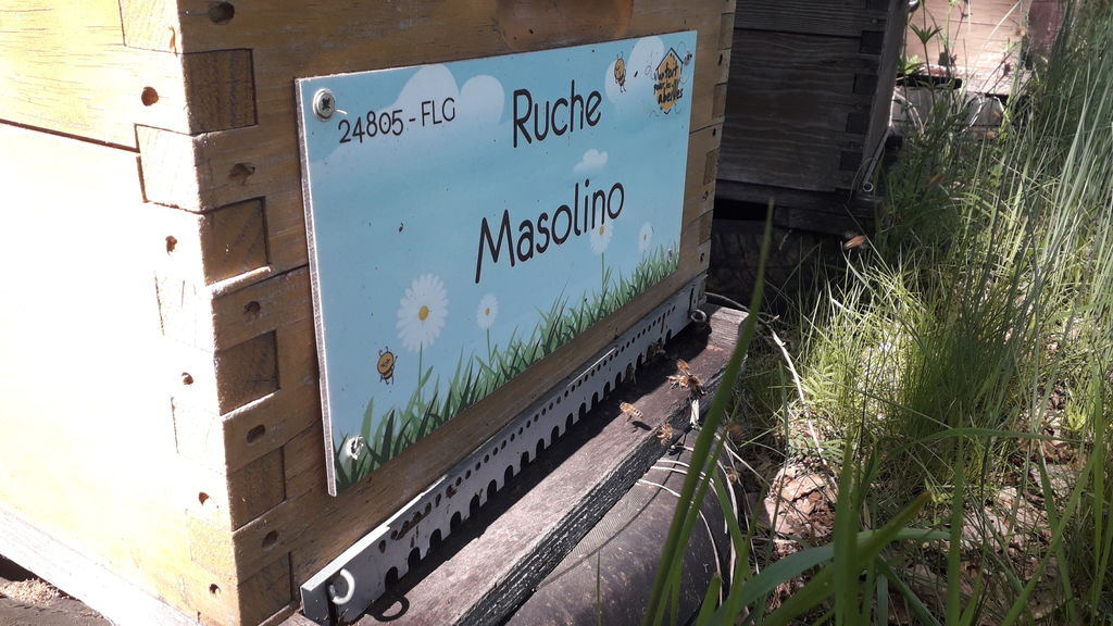 La ruche Masolino