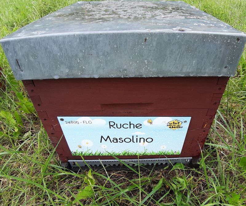 La ruche Masolino