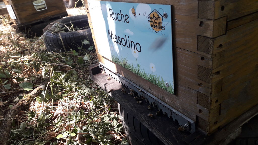 La ruche Masolino