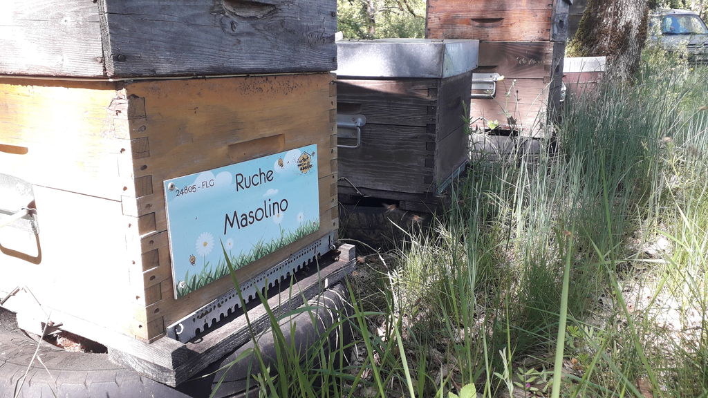 La ruche Masolino