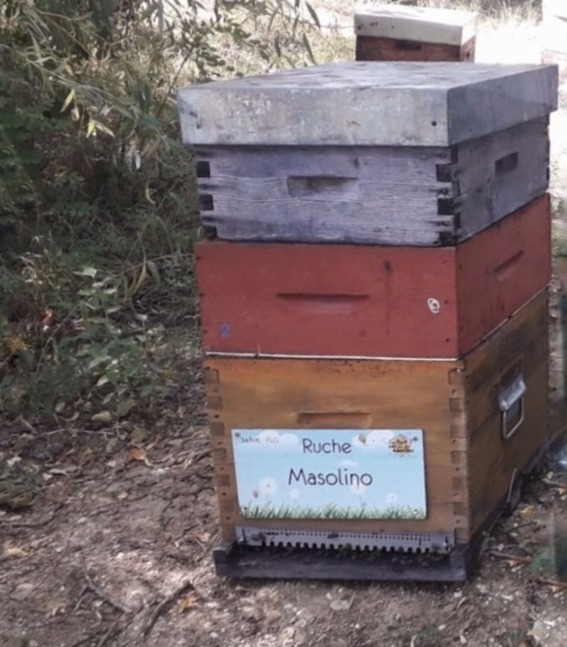 La ruche Masolino