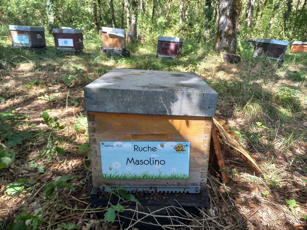 La ruche Masolino