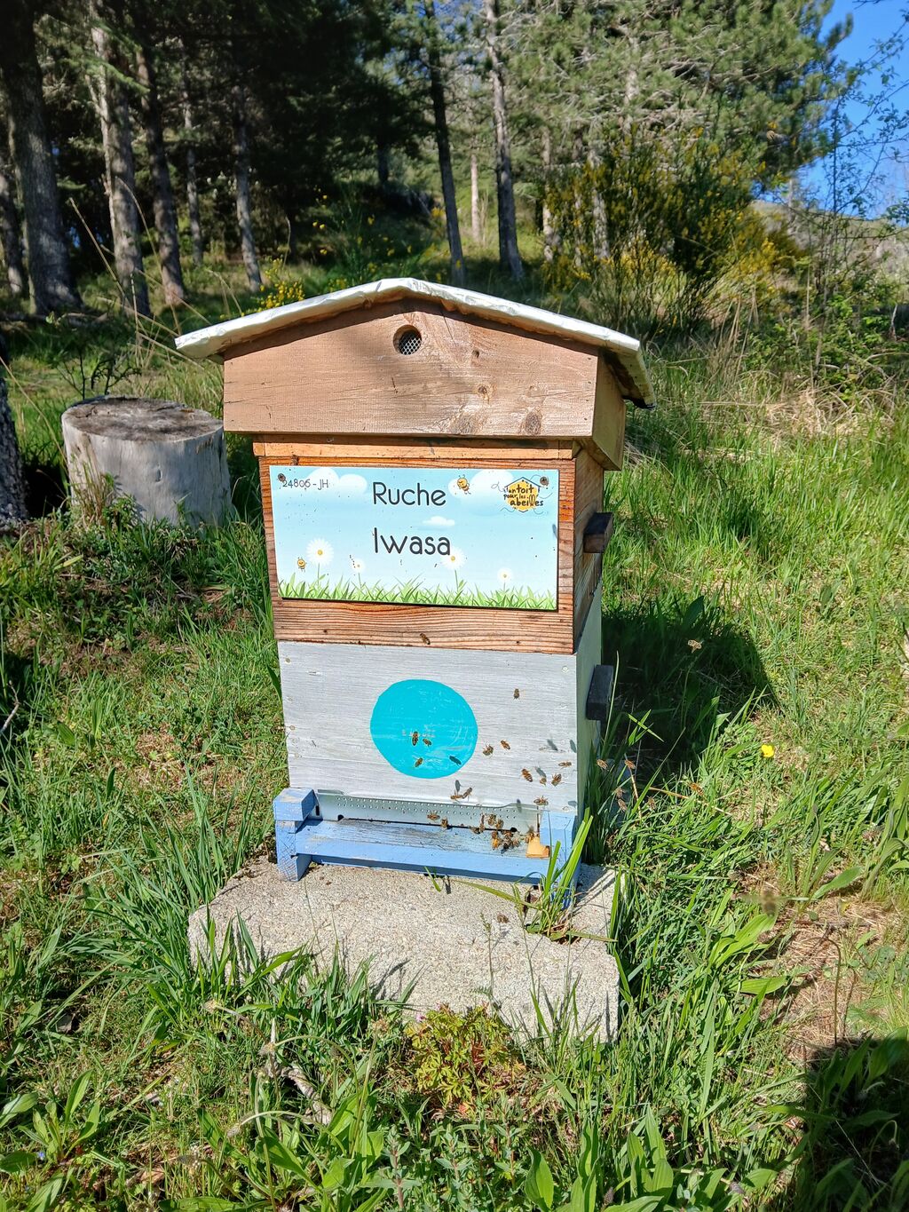 La ruche Iwasa