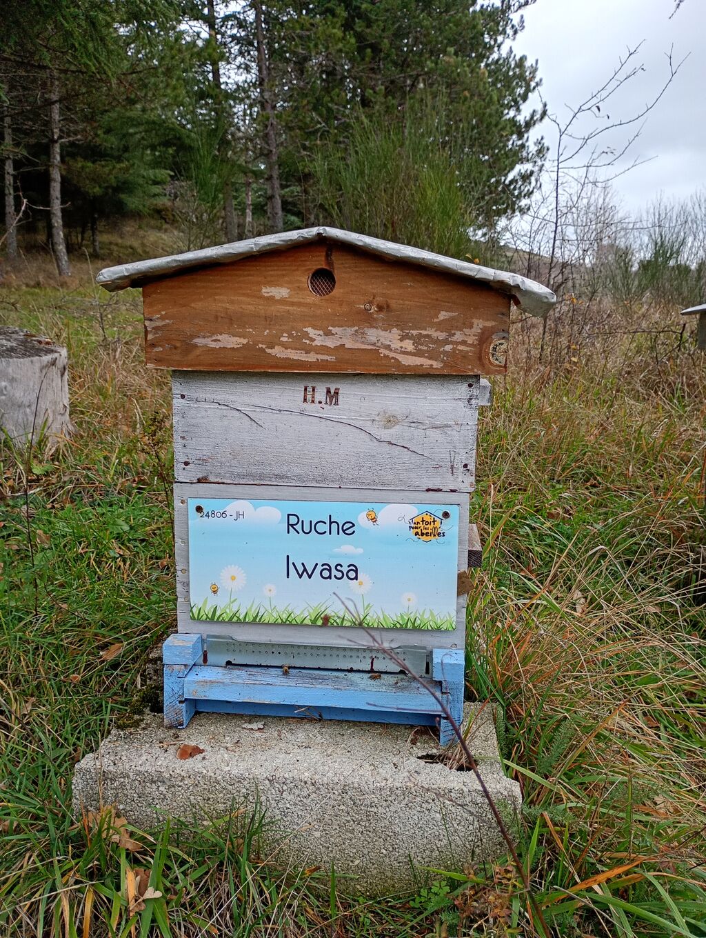 La ruche Iwasa