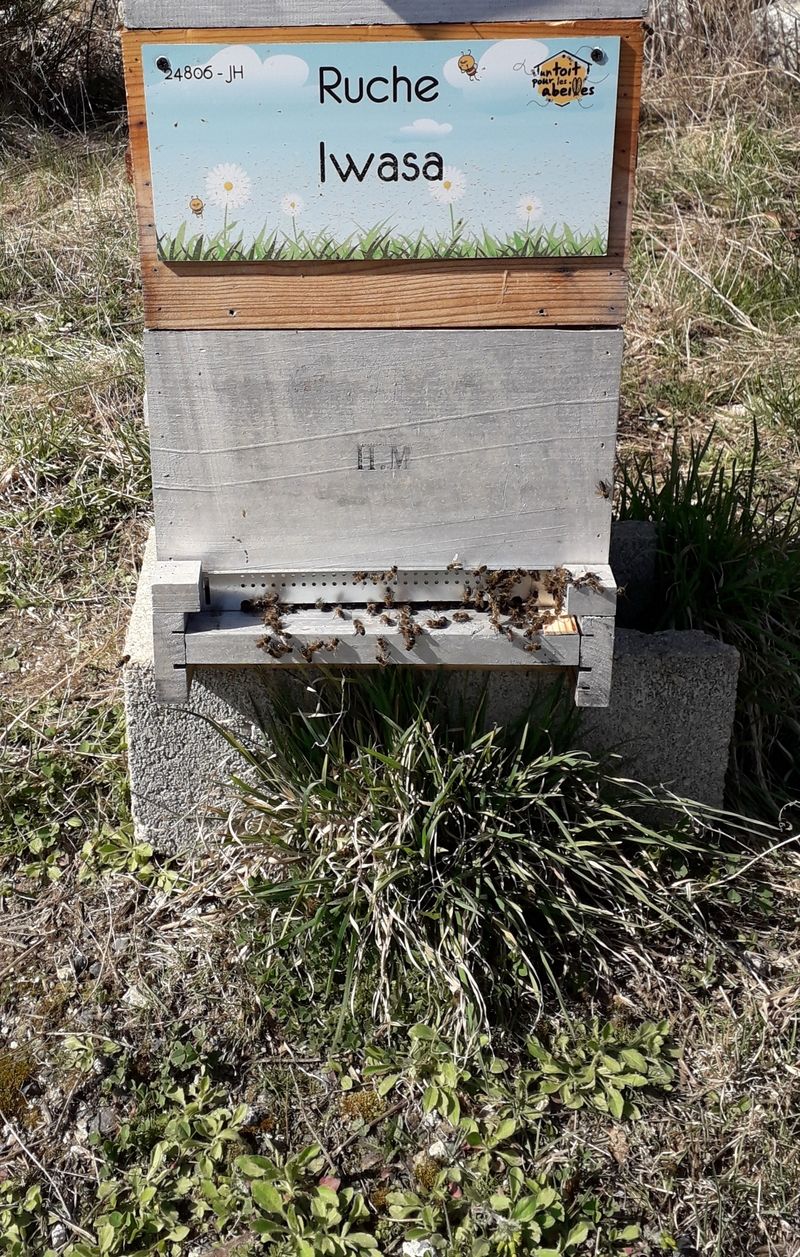 La ruche Iwasa