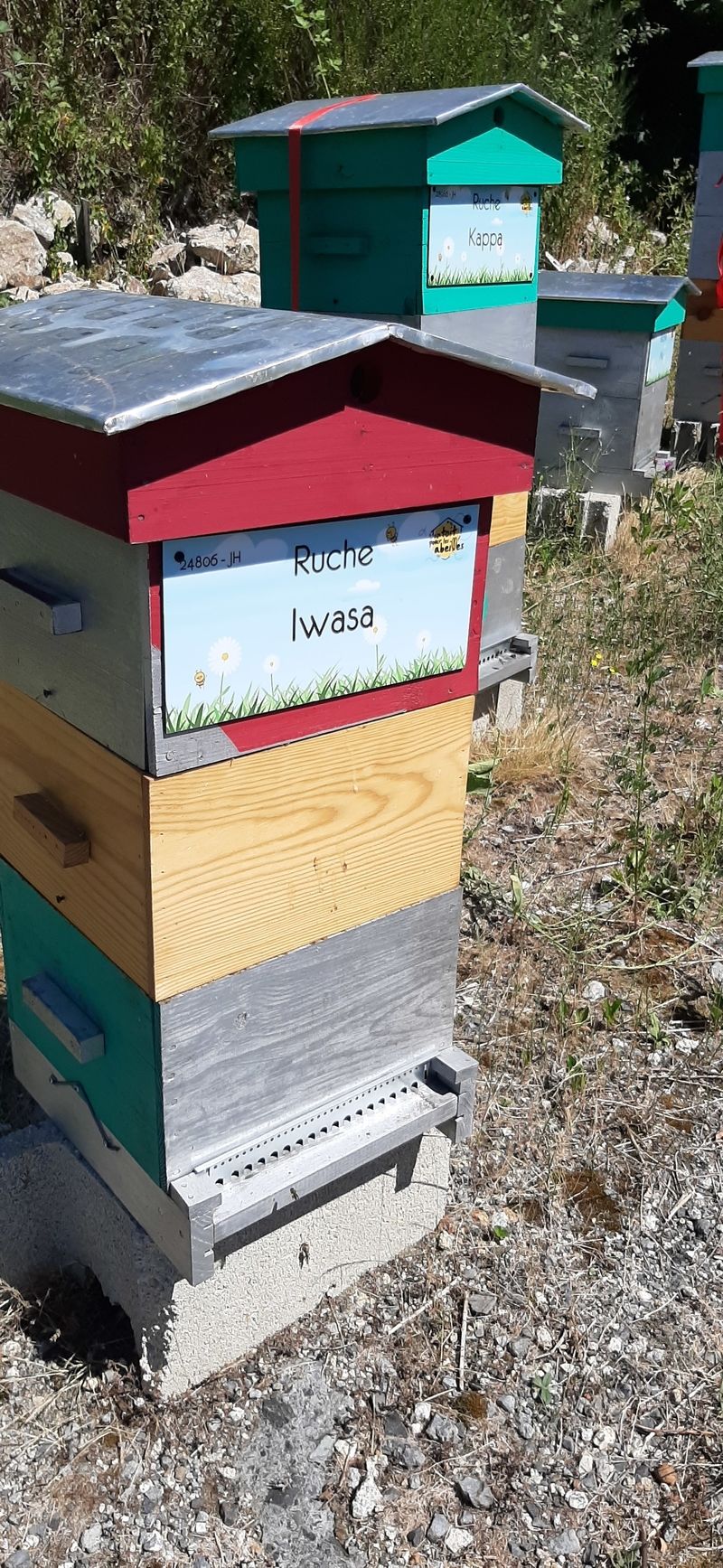La ruche Iwasa
