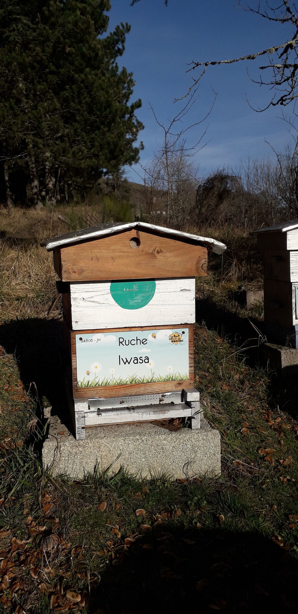 La ruche Iwasa