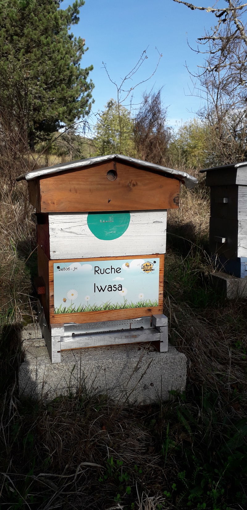 La ruche Iwasa