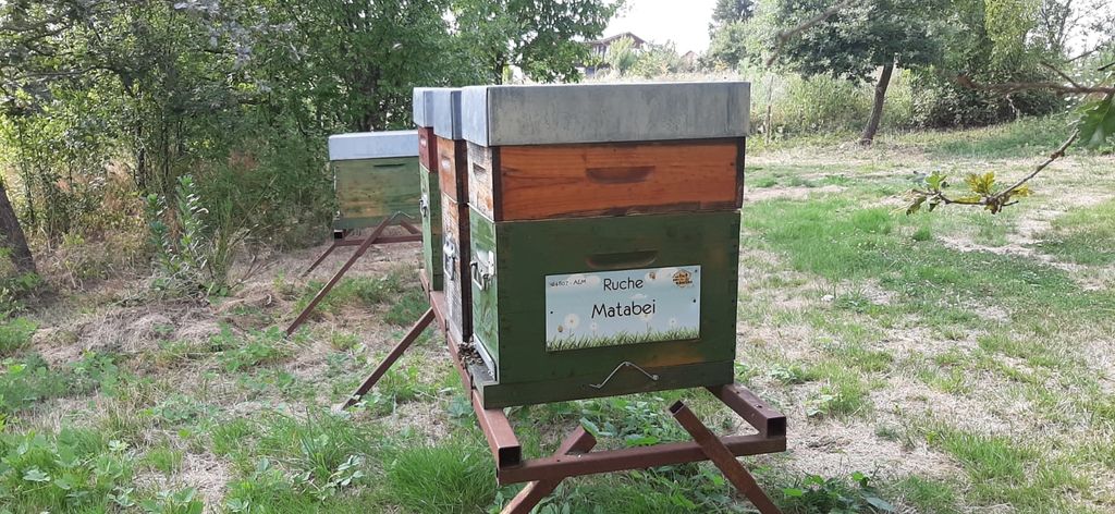 La ruche Matabei