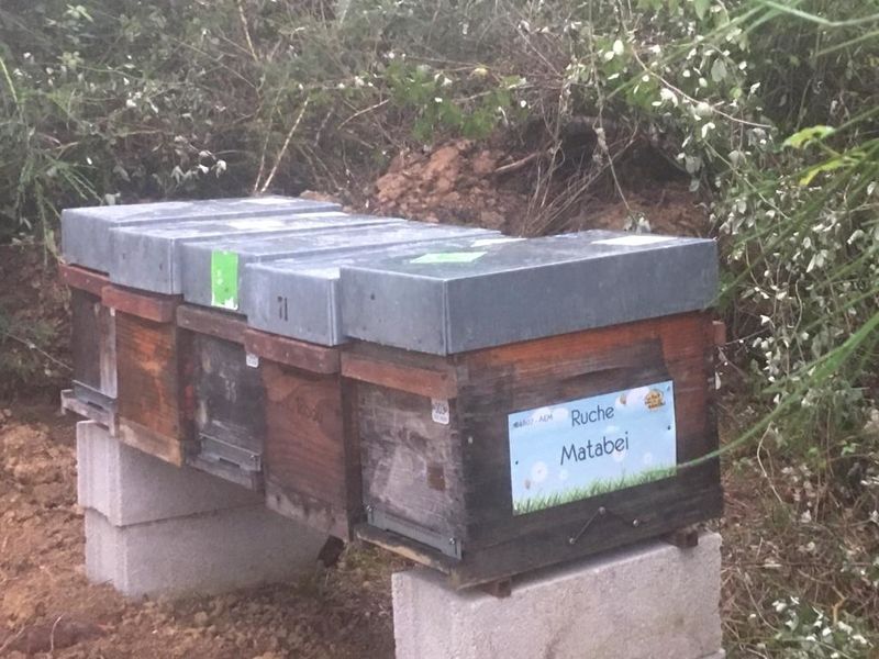 La ruche Matabei