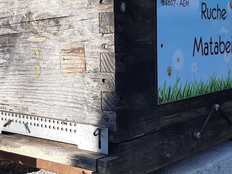La ruche Matabei