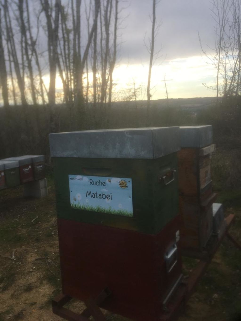 La ruche Matabei