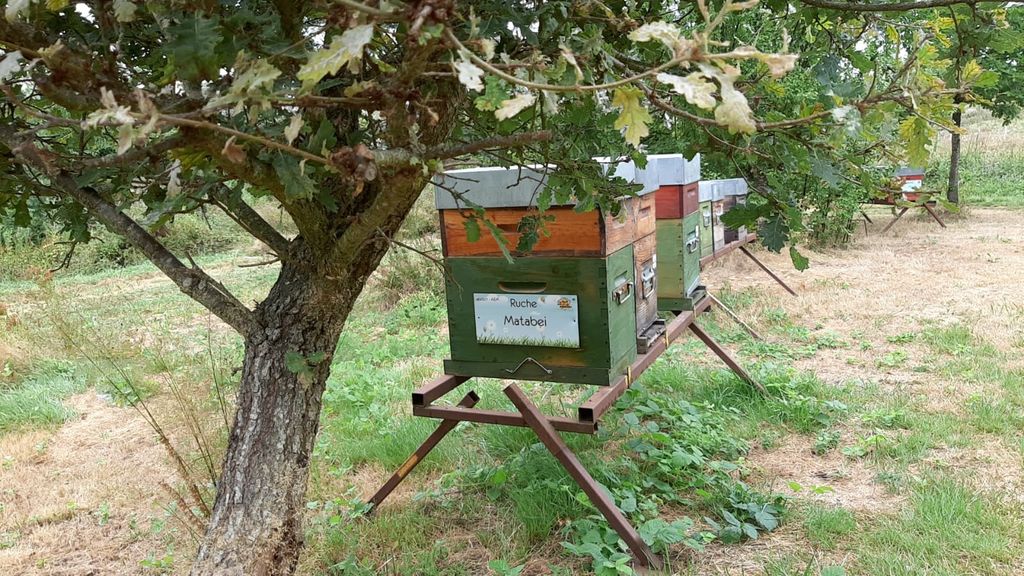 La ruche Matabei