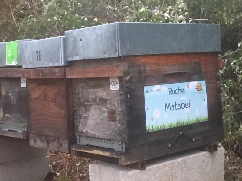 La ruche Matabei