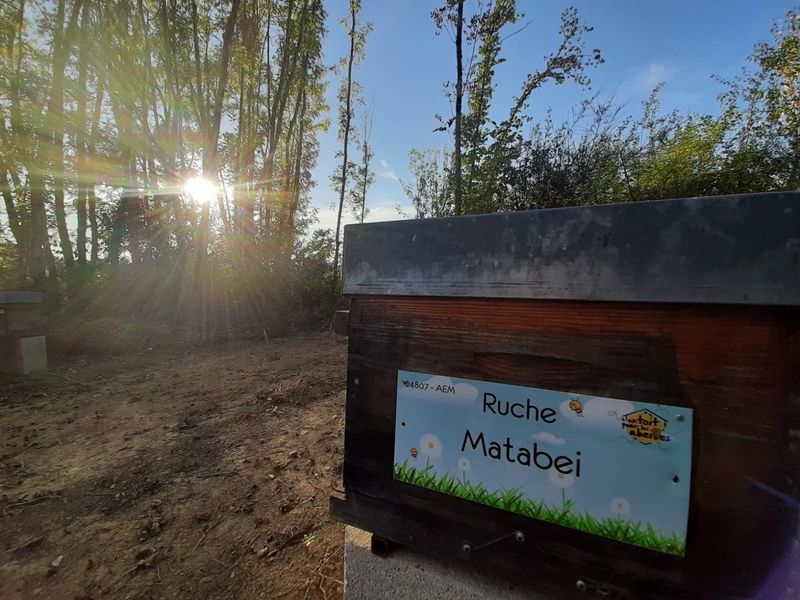 La ruche Matabei