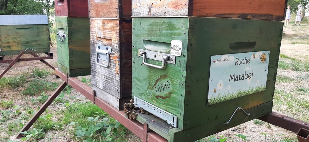 La ruche Matabei