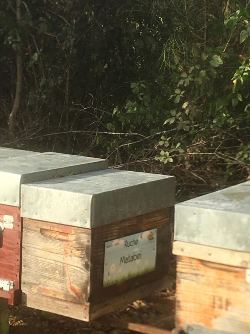 La ruche Matabei