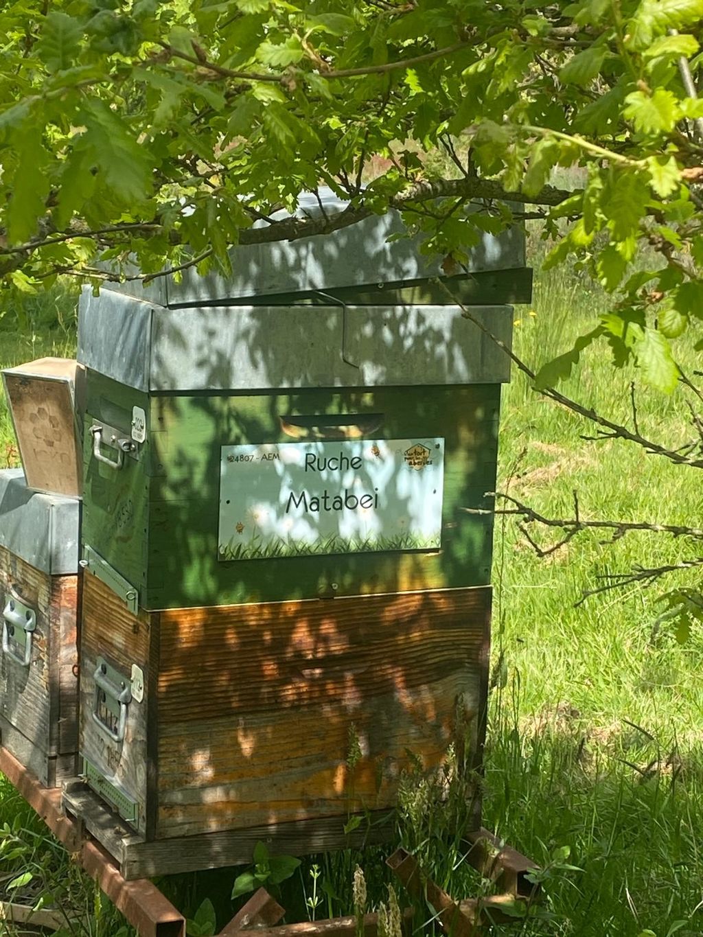 La ruche Matabei