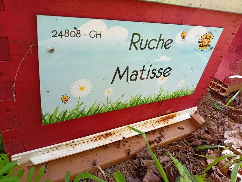 La ruche Matisse