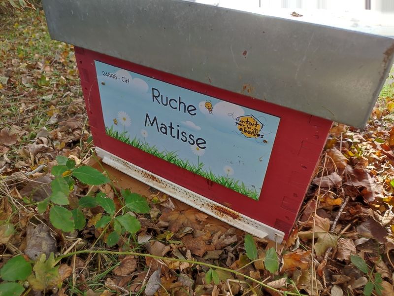 La ruche Matisse