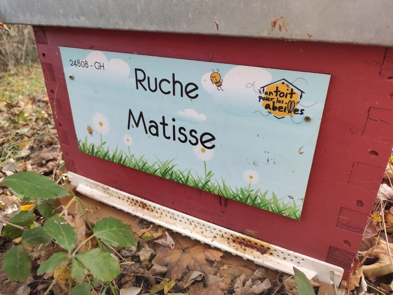 La ruche Matisse