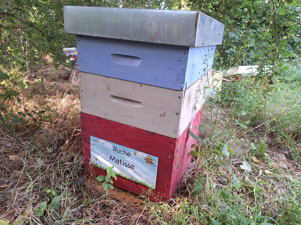 La ruche Matisse