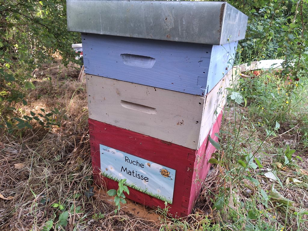 La ruche Matisse