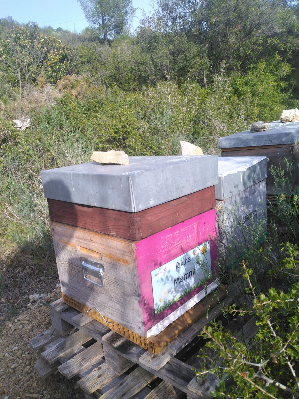 La ruche Memmi