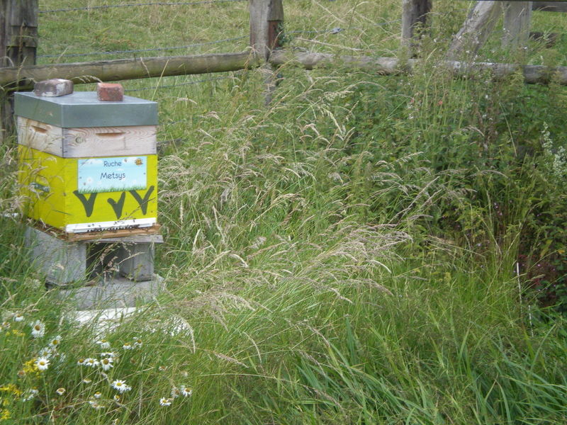 La ruche Metsys