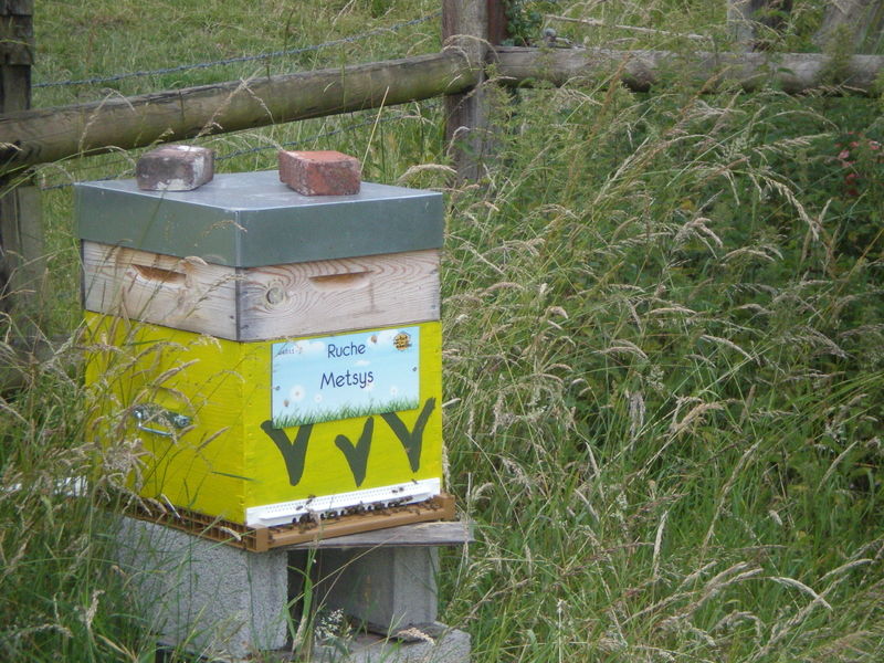 La ruche Metsys