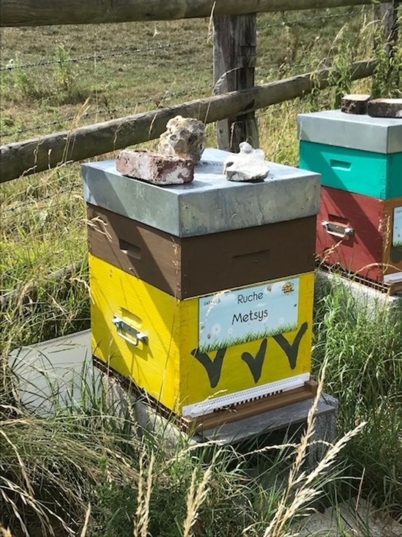 La ruche Metsys