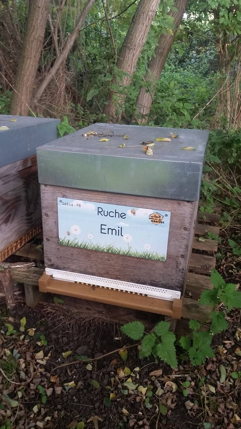 La ruche Emil