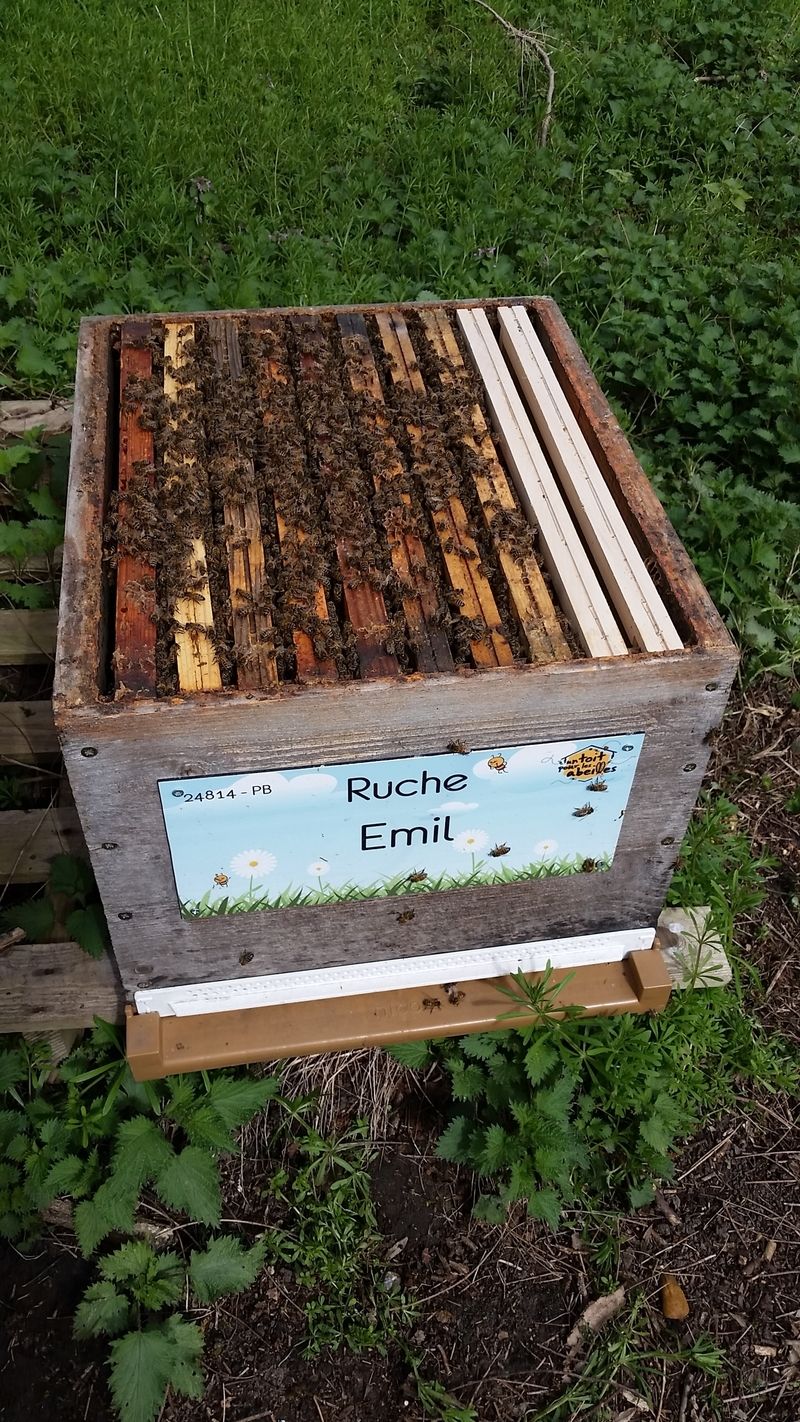 La ruche Emil
