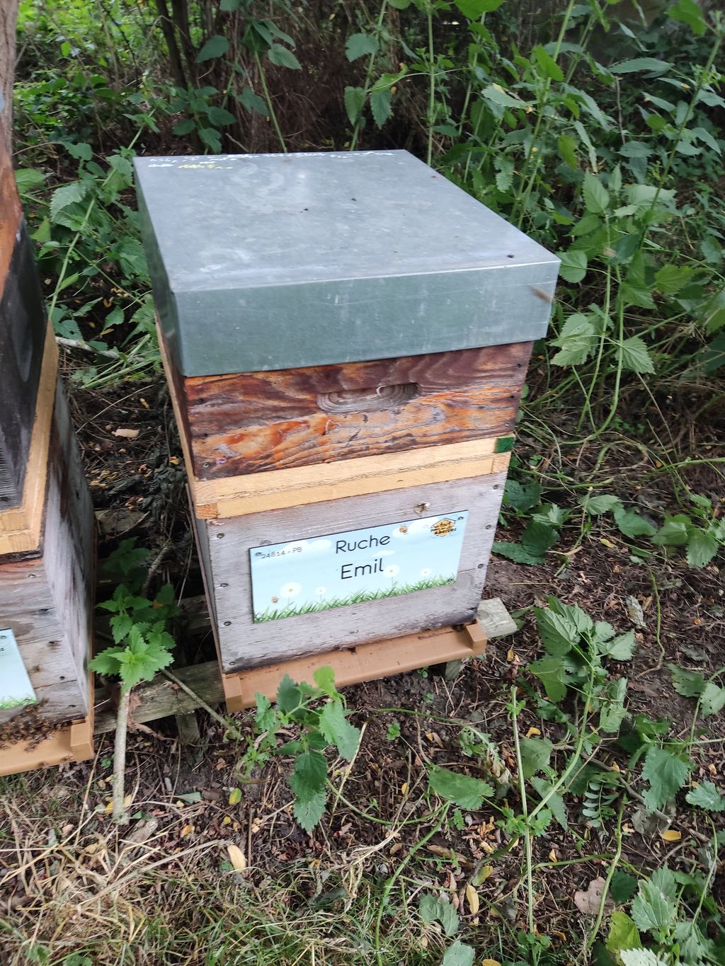 La ruche Emil
