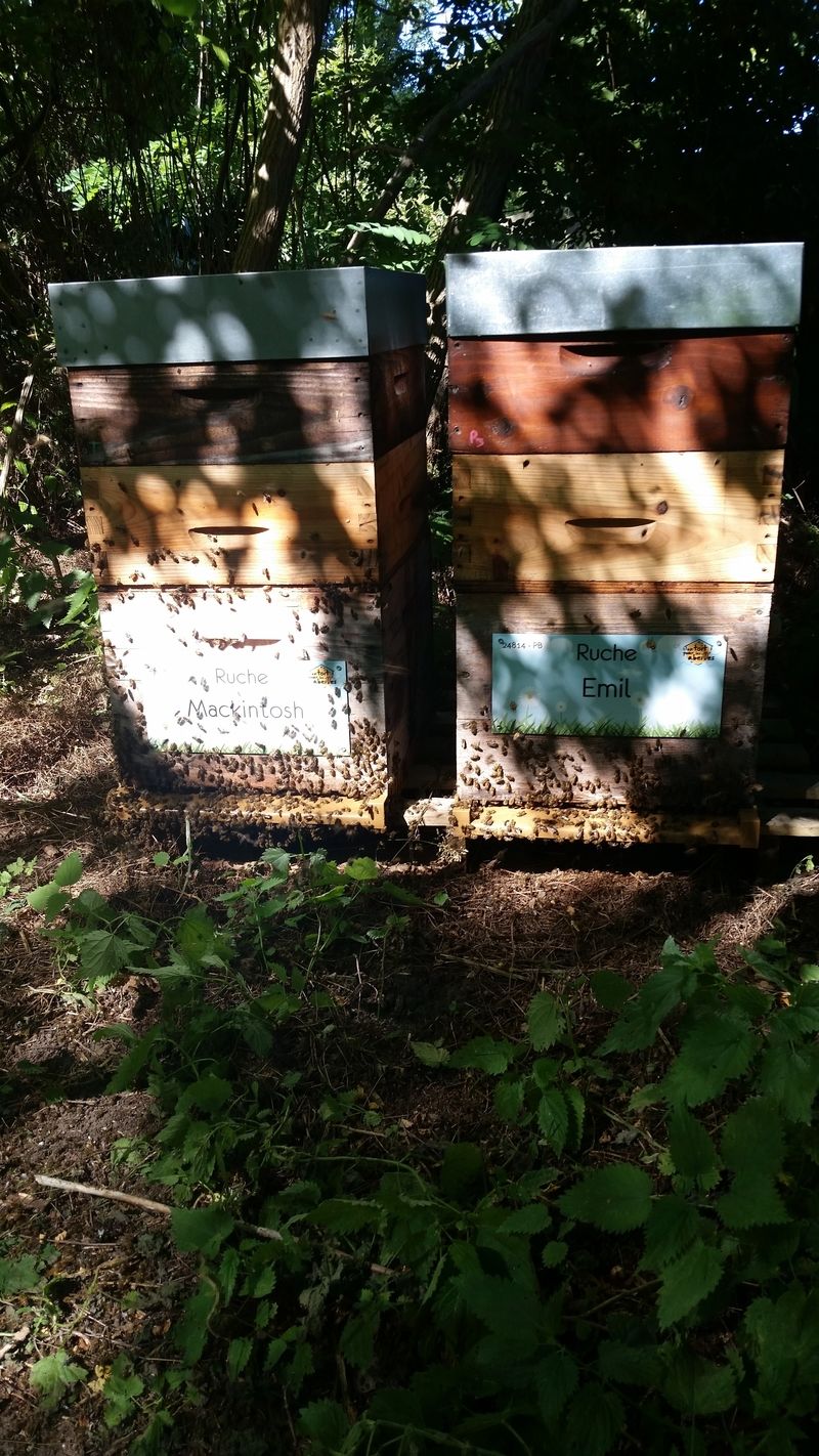 La ruche Emil