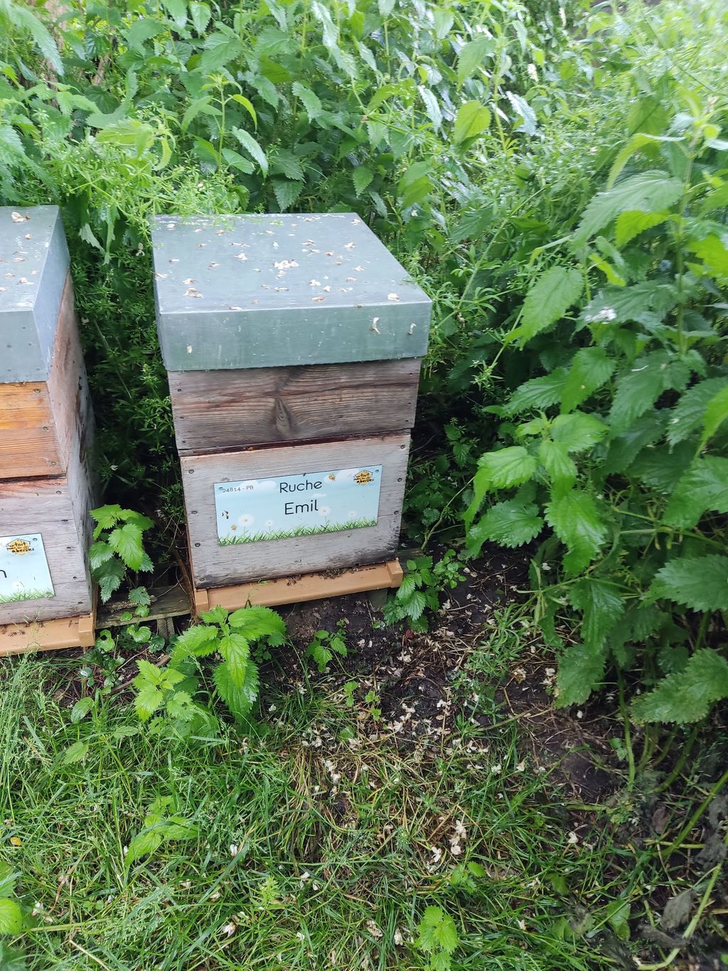 La ruche Emil