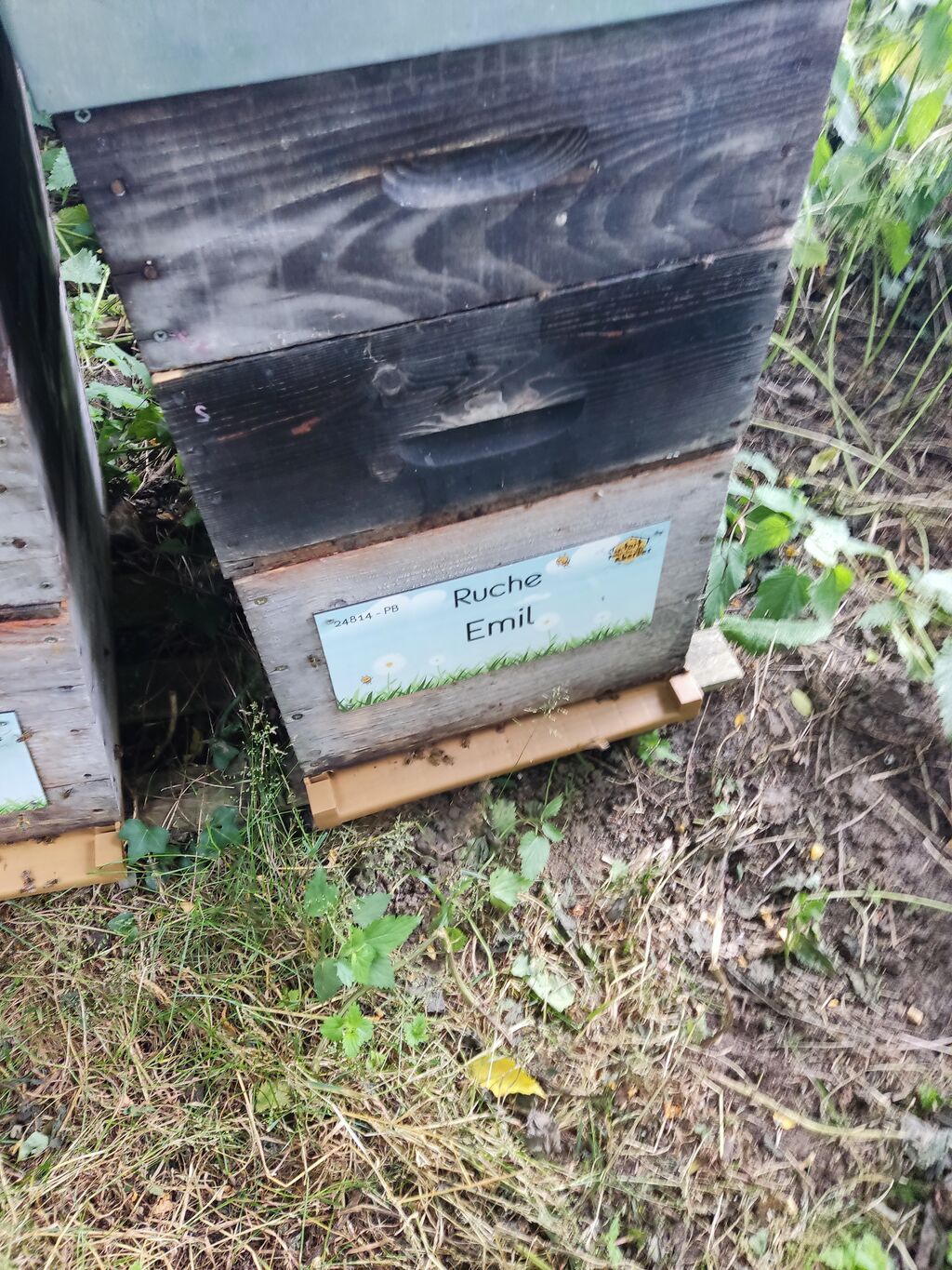 La ruche Emil