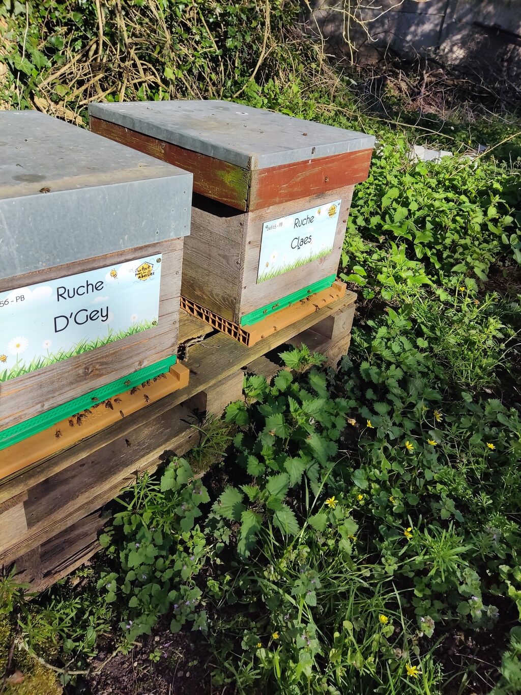 La ruche Claes
