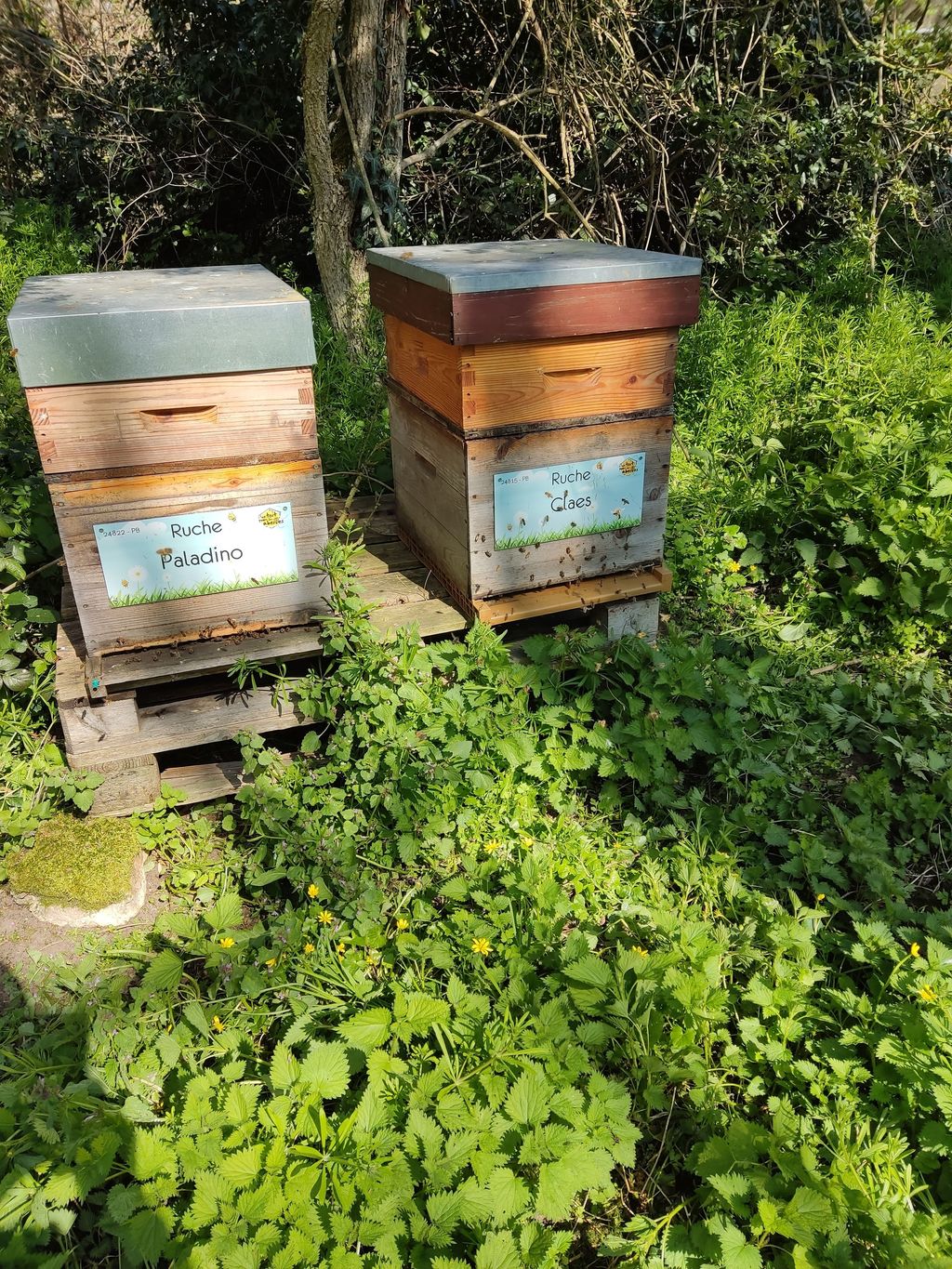 La ruche Claes