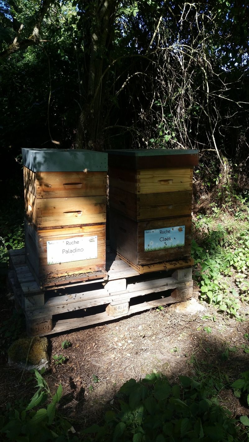 La ruche Claes